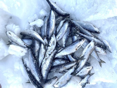 Ice Fishing in Montana