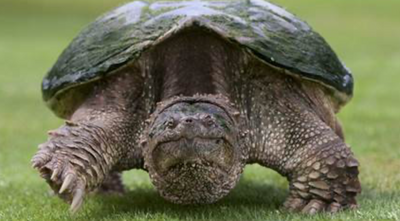 Snapping turtles invasive species in Montana