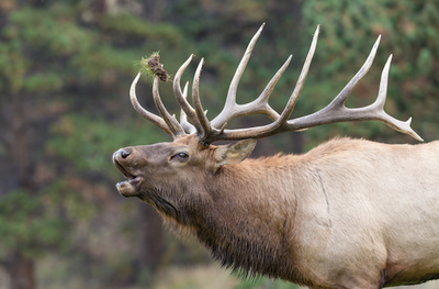 Montana big game hunting season forecast