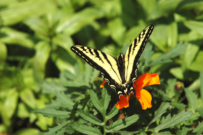 Discover butterflies at national parks