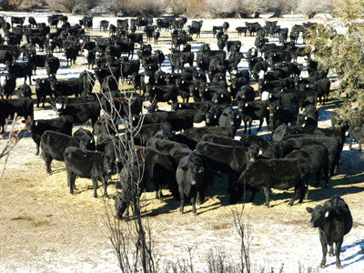 My Montana Farmer: Jones Brothers Livestock Cattle Ranchers in Kirby, Montana