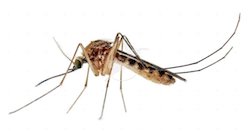 West Nile virus reported in Montana