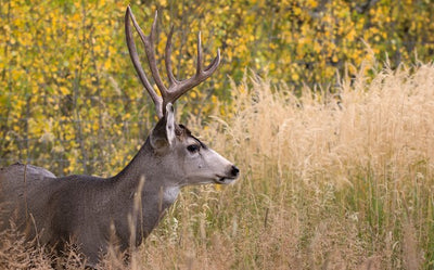 Urban Hunting: City plans mule deer reduction hunt