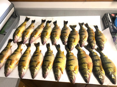 Perch fishing 'best ever' on Flathead Lake