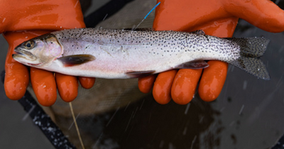 Anglers can help in trout study