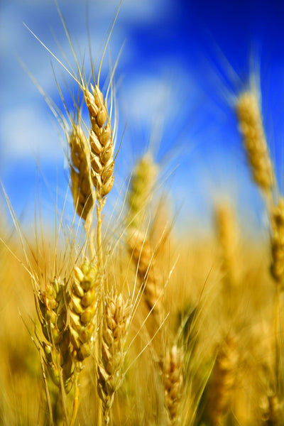 New Egan wheat strain resistant to orange blossom midge