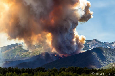 Animals in the line of fire