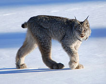 Court upholds lynx protections