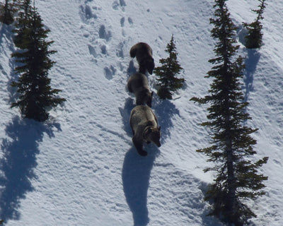 Bears coming out of hibernation