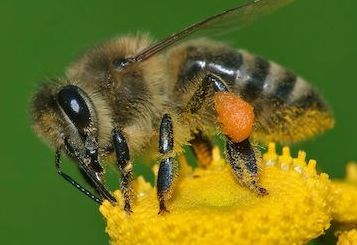 Honeybees: Summer's little heroes
