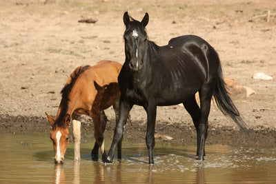 Adopting wild horses and wild burros