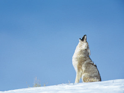 Coyotes in Montana