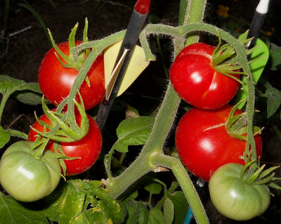 How to grow tomatoes in Montana