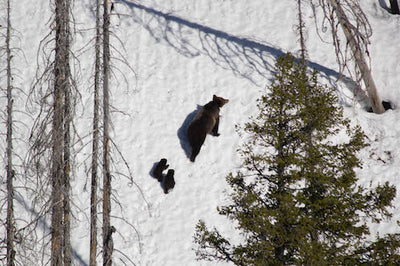 Bears waking up in Montana