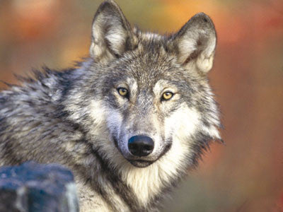 The science of howls: how wolves communicate