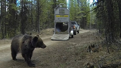 Grizzly bear captured and relocated