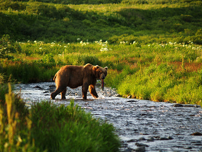 Biologist studies Alaskan brown bears