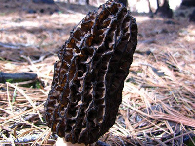 Morels in our midst