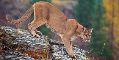 Mountain lion attacks wood cutter