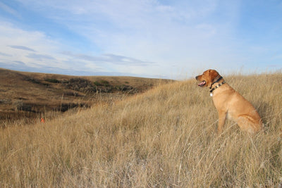 Wolf Point adds Fort Peck Chapter of Pheasants Forever