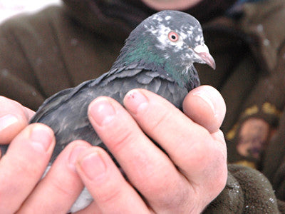 Flights of Fancy: Birmingham roller pigeons