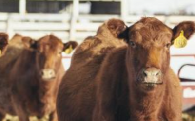 Cattle prices edge higher