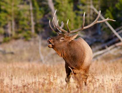 Big game hunting has big impact
