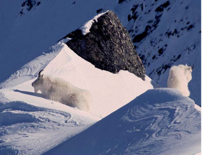 Mountain goats of Montana
