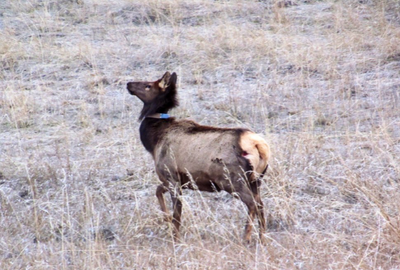Elk across the Border