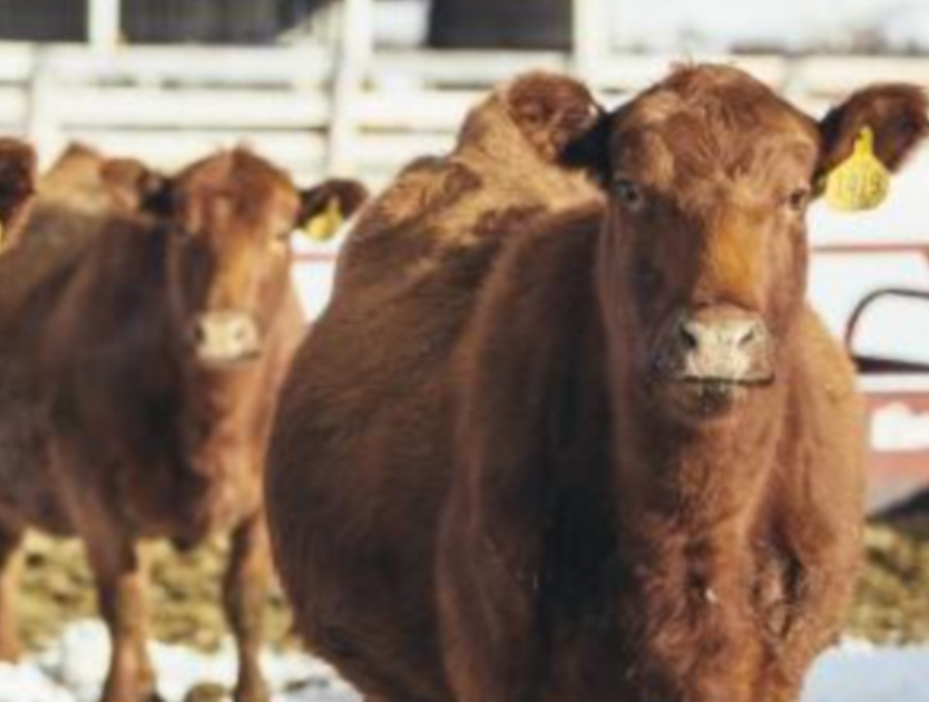 Montana shows consolidation in farm land Montana Living