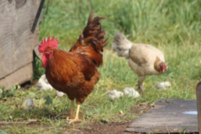 Salmonella outbreak linked to live poultry