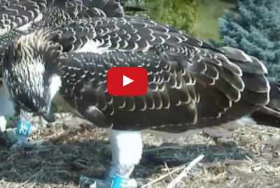 Live webcam of osprey family near Hamilton