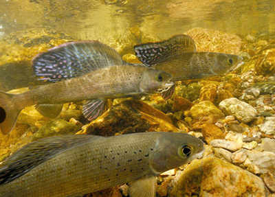 Arctic grayling make strong return in Montana