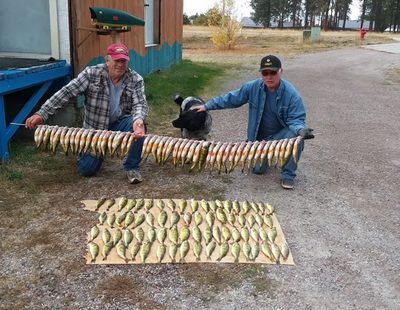 Perch fishing on Flathead Lake awesome