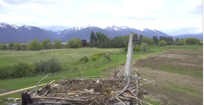 Nest Cam: black bear tries to enter osprey nest