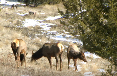 Special permit deadline April 1
