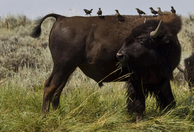 American Prairie Reserve donates bison to food banks