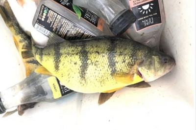 Catch and eat? Maybe think twice on some Montana rivers