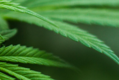 Gallatin County considers pot tax