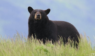 Montana black bear study