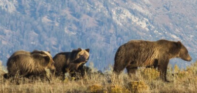 Be Bear Aware in Montana