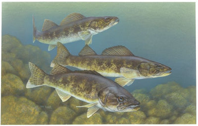 Biologists trace source of illegal walleye