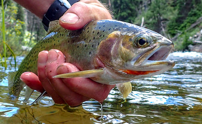 Native cutthroat trout, bull trout get help