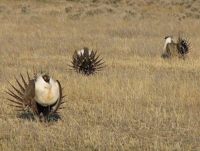 Best Places for Montana Birding