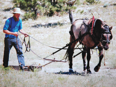 Tips on having a few horses