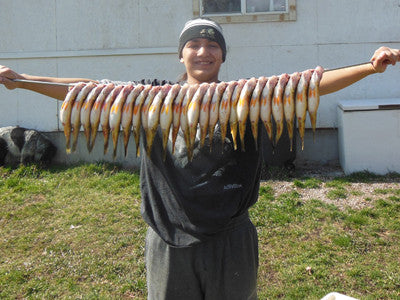 It's Perch Mania on Flathead Lake