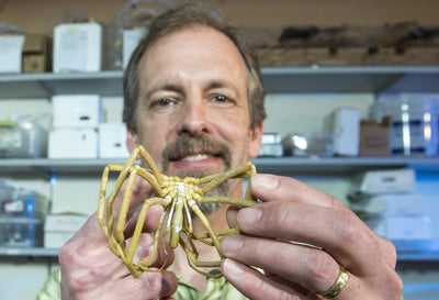 UM researchers uncover sea spider phenomenon