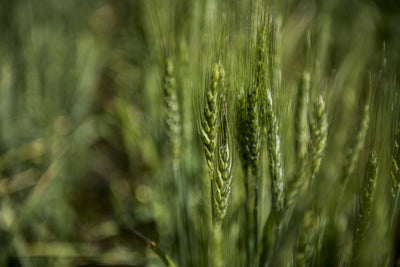 Better wheat through fertilizer