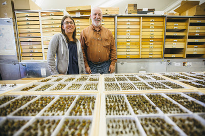 Researchers document Montana's bee populations