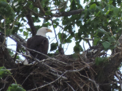 Bald eagles nesting on Upper Missouri River Breaks